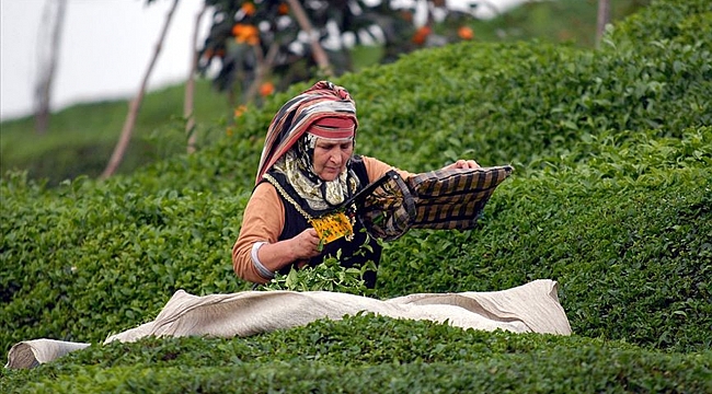 Çay 7,5 milyon dolar kazandırdı