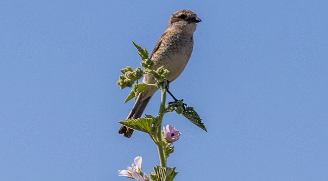 Cennetten bir köşe