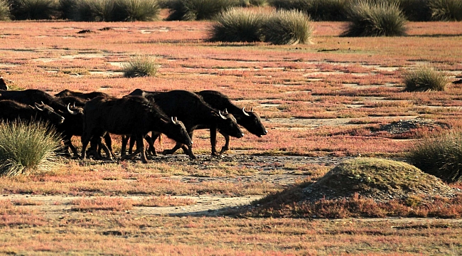 Manda sayısı 22 bin
