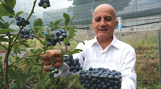 ‘Maviyemiş’ ekonomiye büyük katkı sağlıyor