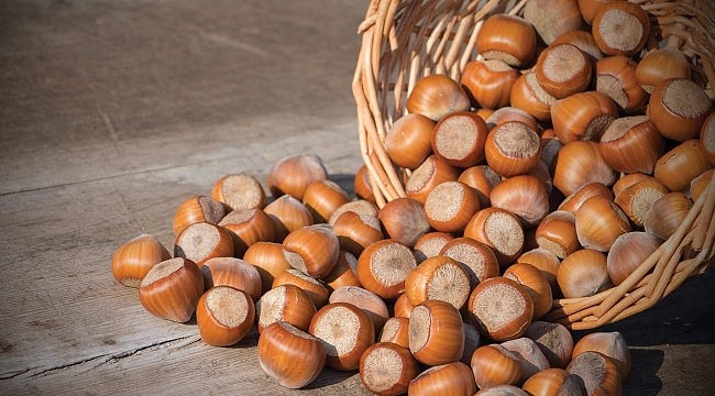 Samsun'da 80 bin ton fındık rekoltesi bekleniyor