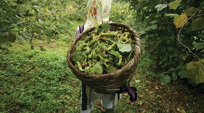 Samsun'da 80 bin ton fındık rekoltesi bekleniyor