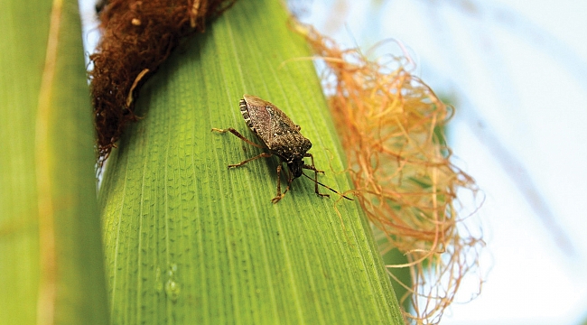 SAMURAY ARICIĞI FINDIK İÇİN SAVAŞACAK 