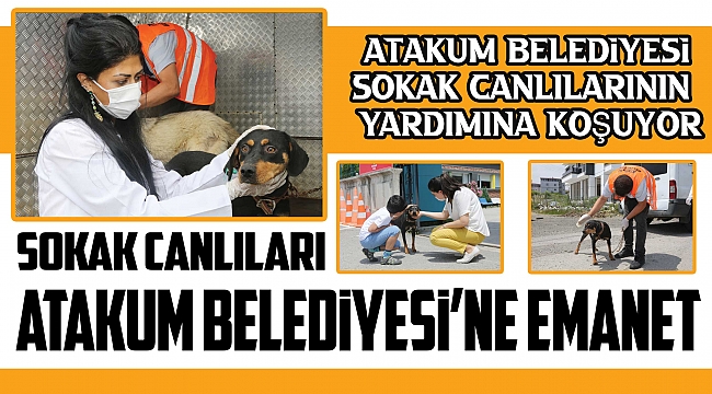 Sokak canlıları Atakum Belediyesi’ne emanet