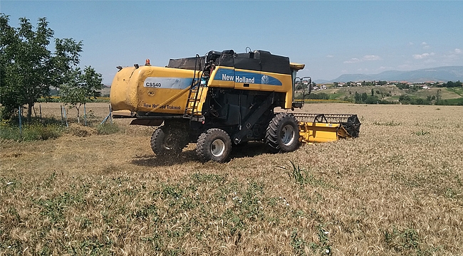 Vezirköprü’de buğday hasadı 