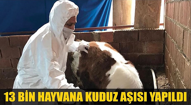 13 BİN HAYVANA KUDUZ AŞISI YAPILDI