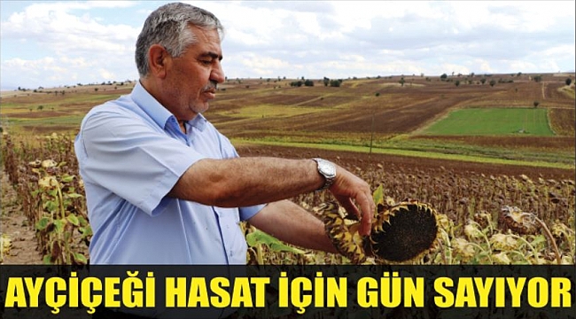AYÇİÇEĞİ HASAT İÇİN GÜN SAYIYOR