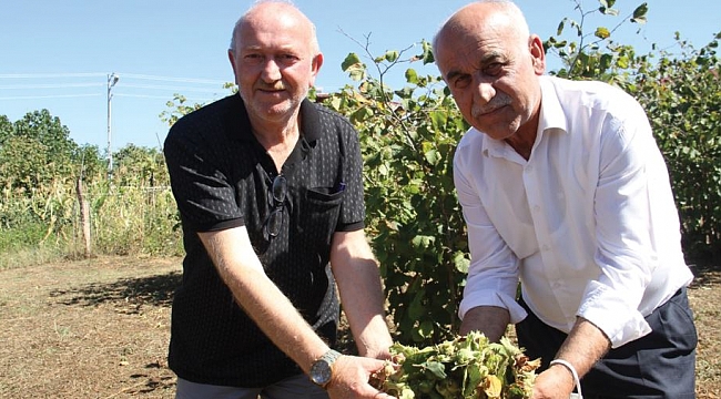 Bafra'da fındık hasadı başladı