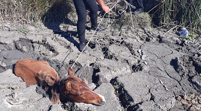 Çamura saplanan ‘tay’ kurtarıldı
