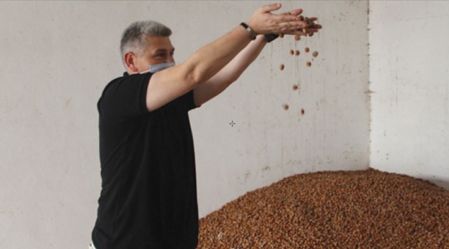 Çarşamba’da fındık fiyatı kaç lira?