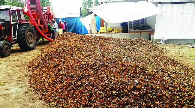 Doğal gübre fındık zurufu