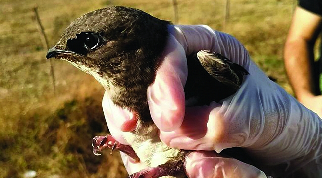 Ebabil doğaya salındı