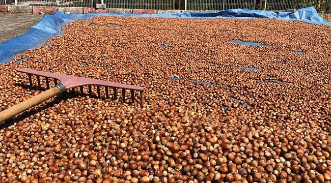 Fındık 30 TL yolunda