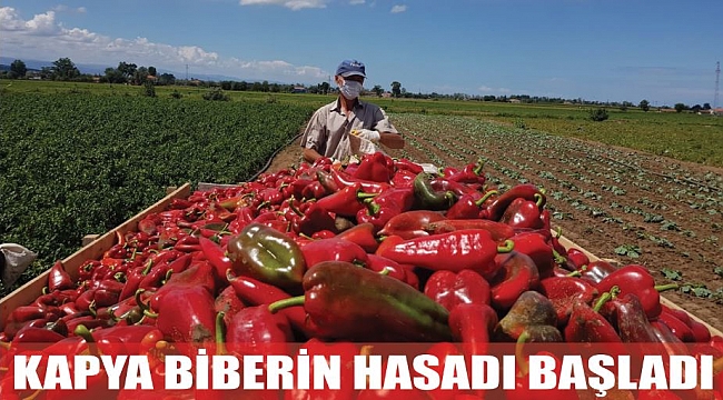 KAPYA BİBERİN HASADI BAŞLADI