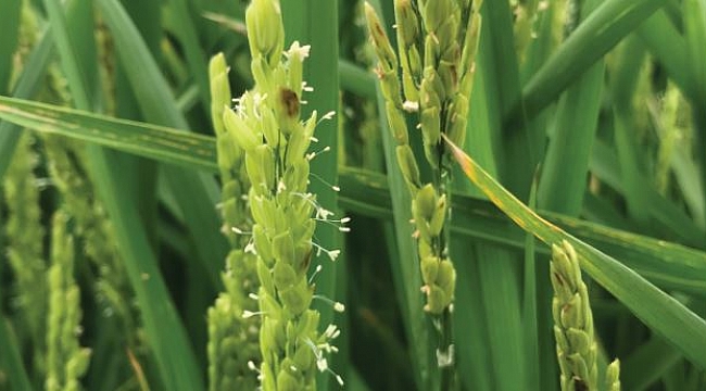 Müdür Sağlam’dan uyarı