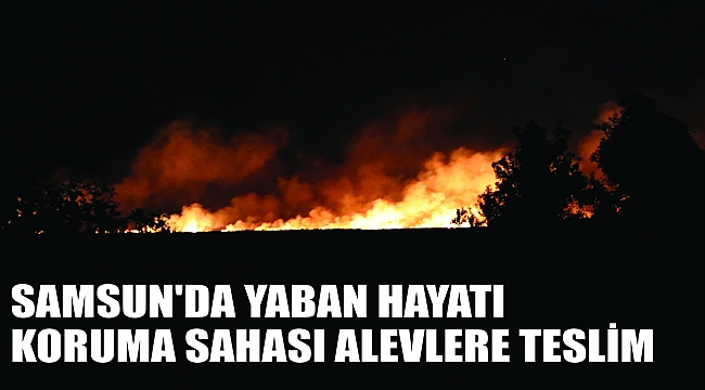SAMSUN'DA YABAN HAYATI KORUMA SAHASI ALEVLERE TESLİM