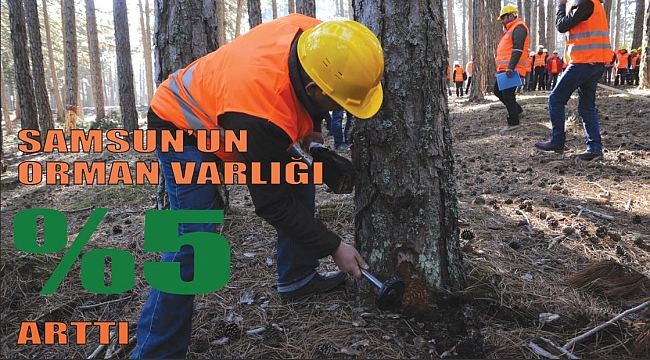 Samsun’un orman varlığı yüzde 5 arttı