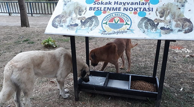 Sokak hayvanları  unutulmuyor