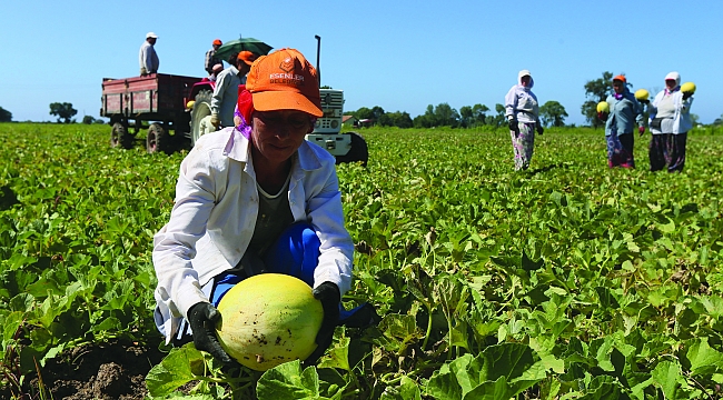 ‘Süreyya’ üreticisinin yüzünü güldürdü