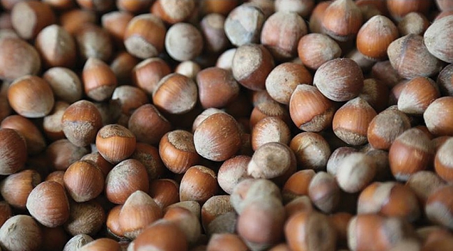 TMO 223 bin ton fındık aldı