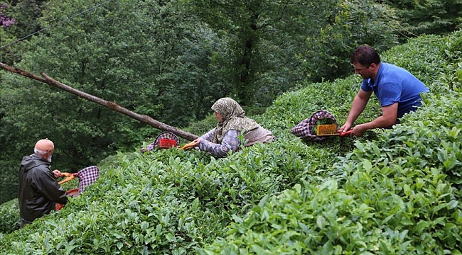Türk çayı ihracatı yüzde 43 arttı