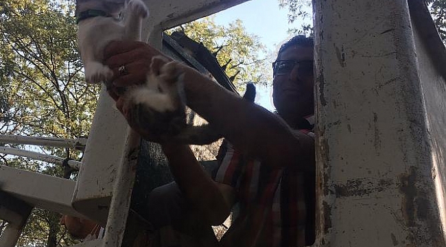 Ağaçta mahsur kalan kedi 18 saat sonra kurtarıldı