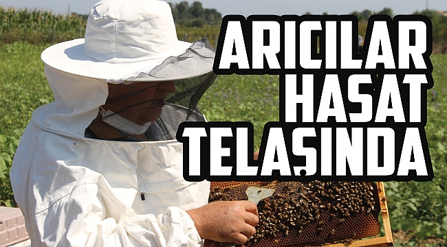 Arıcılar hasat telaşında