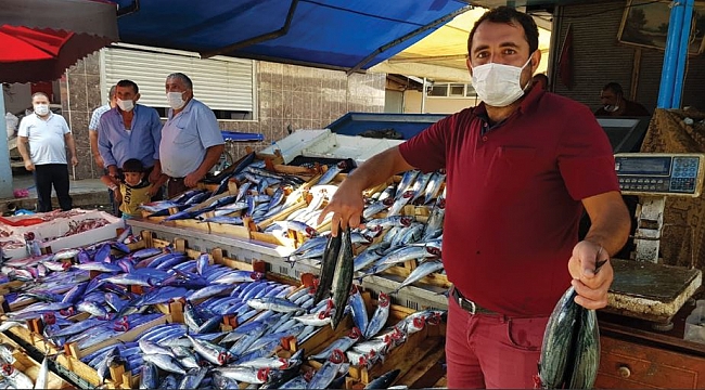 Bafra'da tezgahlarda palamut bolluğu 