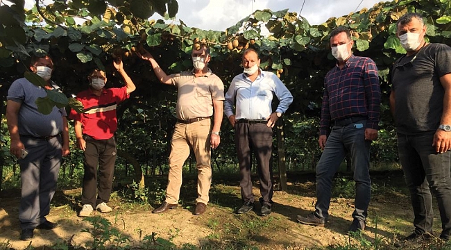 Çarşamba’da kivi yüz güldürecek