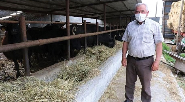 Manda sütünden  mozzarella üretilecek