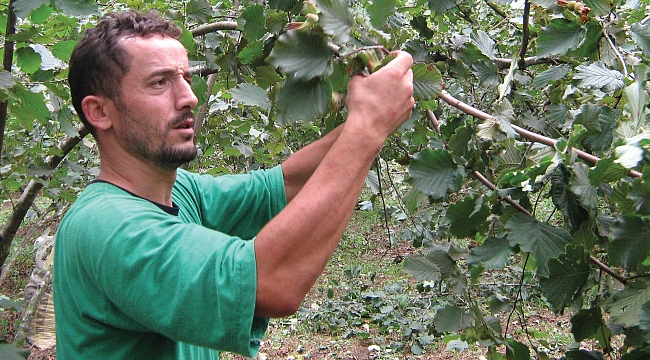 Samsun fındıkta ülke ikincisi