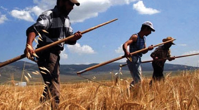 Samsunlu çiftçiye müjde!