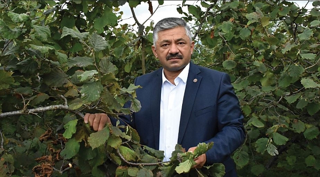 Şu anda fındıkta işler iyi gidiyor