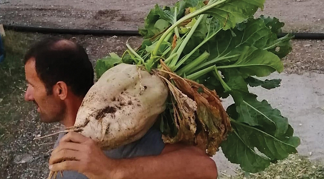 Çarşamba’da 10 yıl sonra ilk hasat