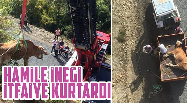 Hamile ineği itfaiye kurtardı