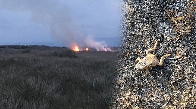 Samsun'un cayır cayır yanıyor