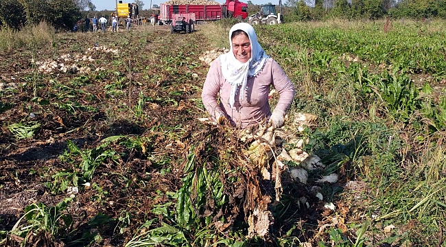 Şeker pancarı yeniden gelir kapısı oldu