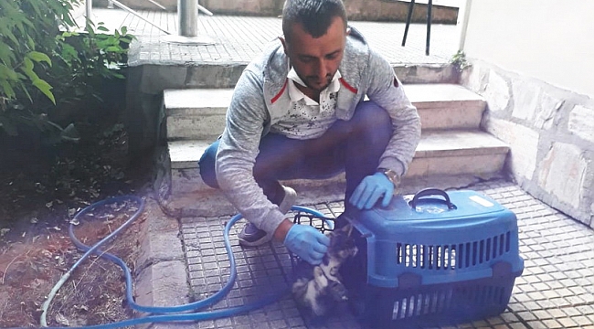 Sokak hayvanlarına yaşam desteği 