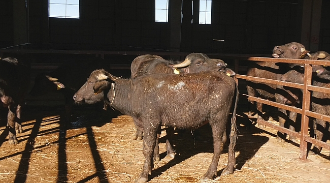 Bafra'da 36 kişiye manda combası verildi