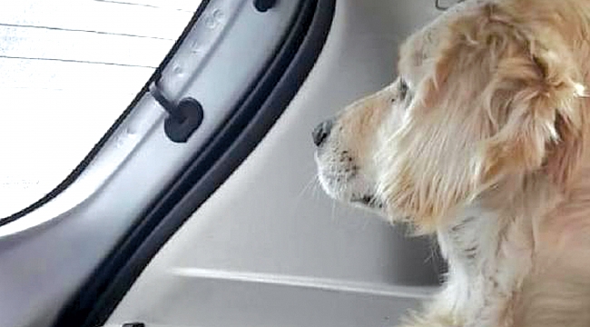 Pamuk tedavi için Ankara'ya götürüldü