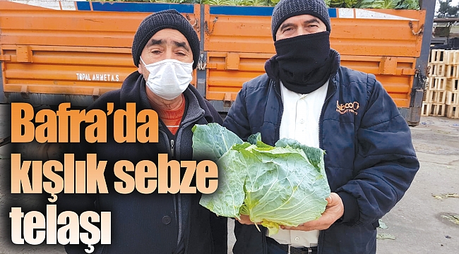 bafra da kislik sebze telasi guncel
