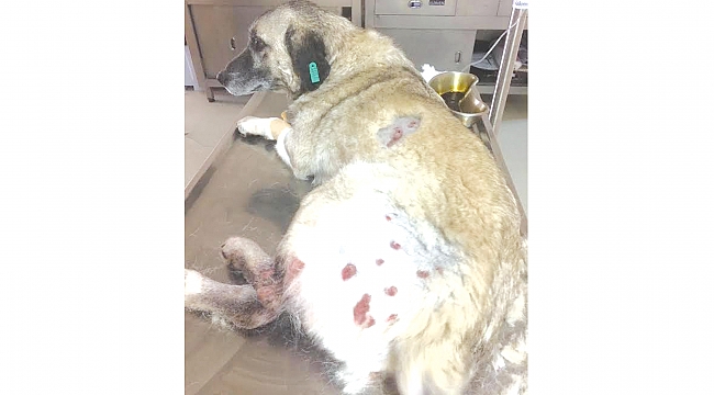 Ben yapsam ne olacak?