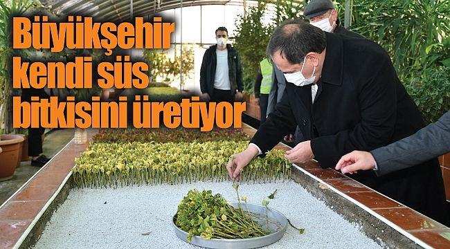 Büyükşehir kendi süs bitkisini üretiyor
