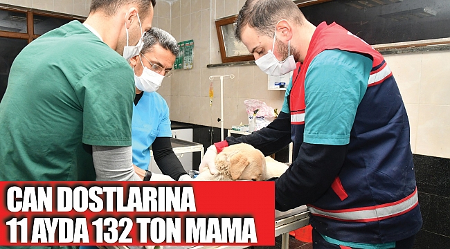 Hayvanlara konforlu bir bakım hizmeti