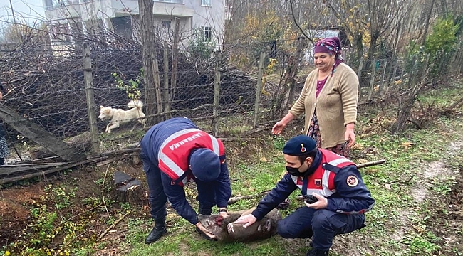 Yaralı karacaya jandarma şefkati