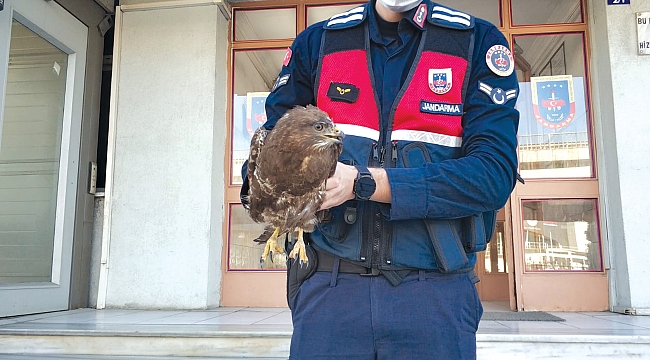 Ayağı ve kanadı kırık halde bulundu