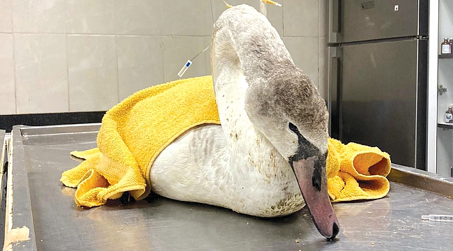 Büyükşehir her yerde