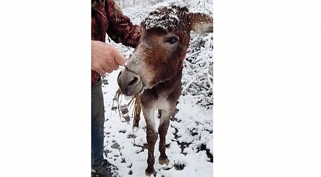 EŞEĞİN AĞZINI TELLE BAĞLAYIP ÖLÜME TERK ETTİLER