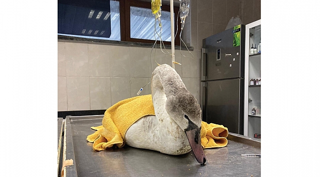 Göç yorgunu kuğu tedaviye alındı