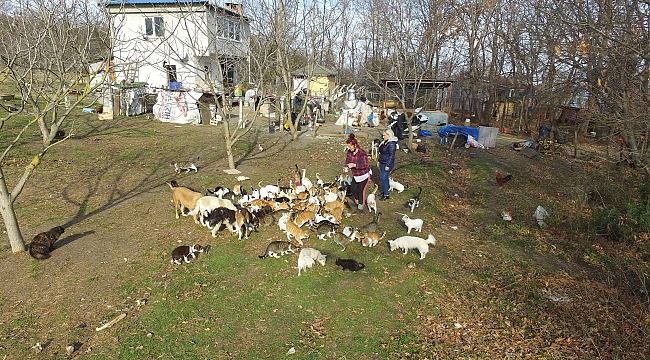 Hayvansever şikayetlerden kurtulamadı